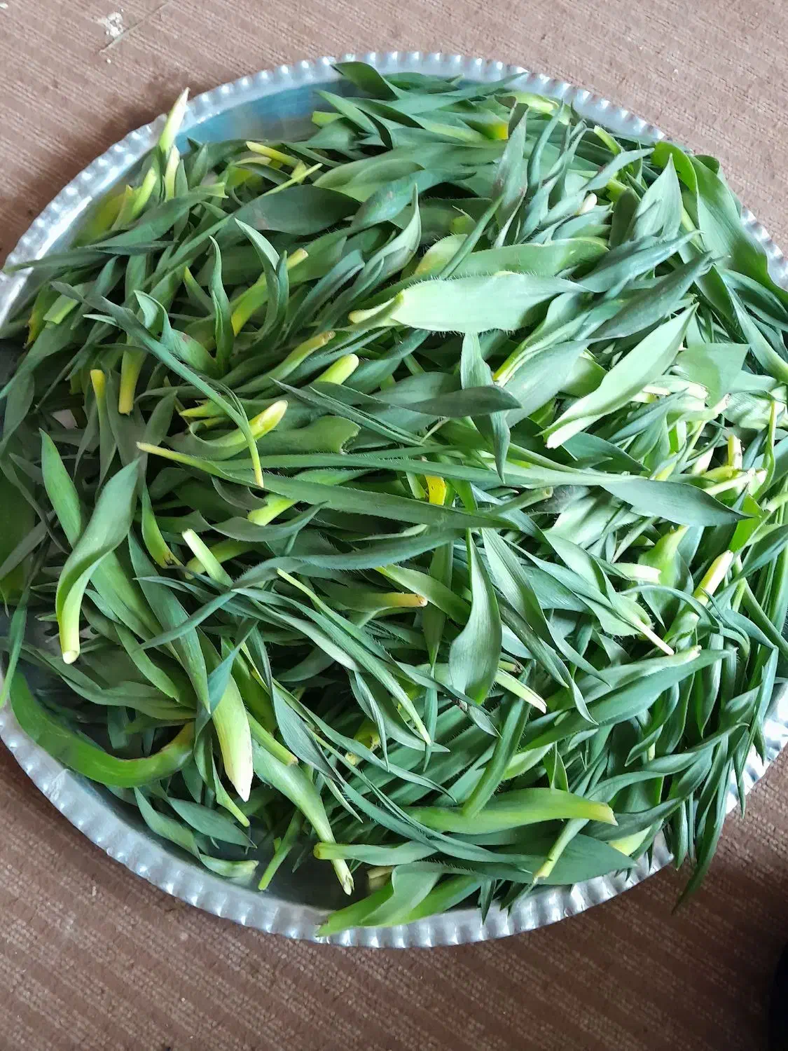 ململاس|گل و گیاه طبیعی|ایذه, |دیوار