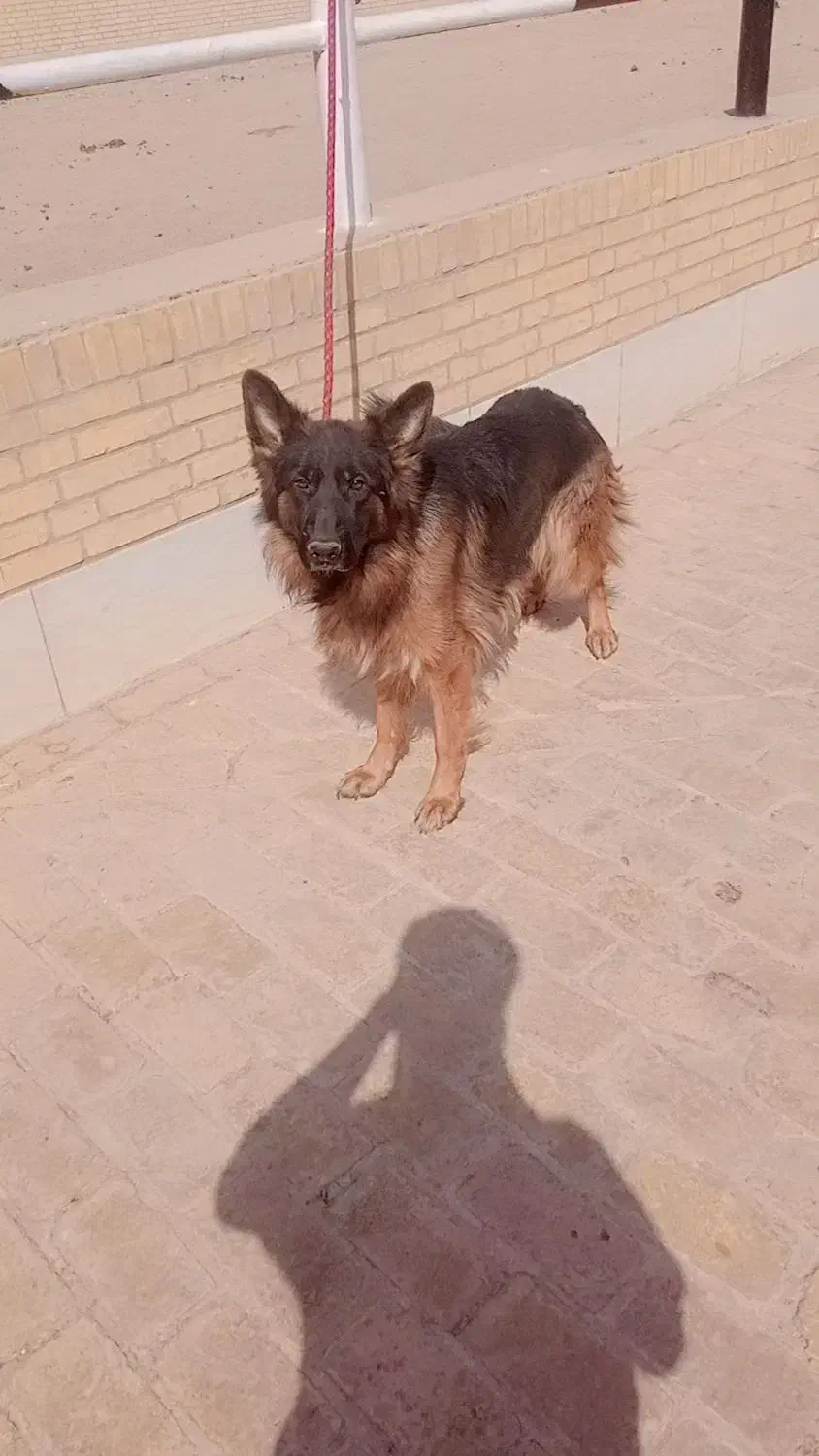 سگ ژرمن|سگ|یزد, |دیوار