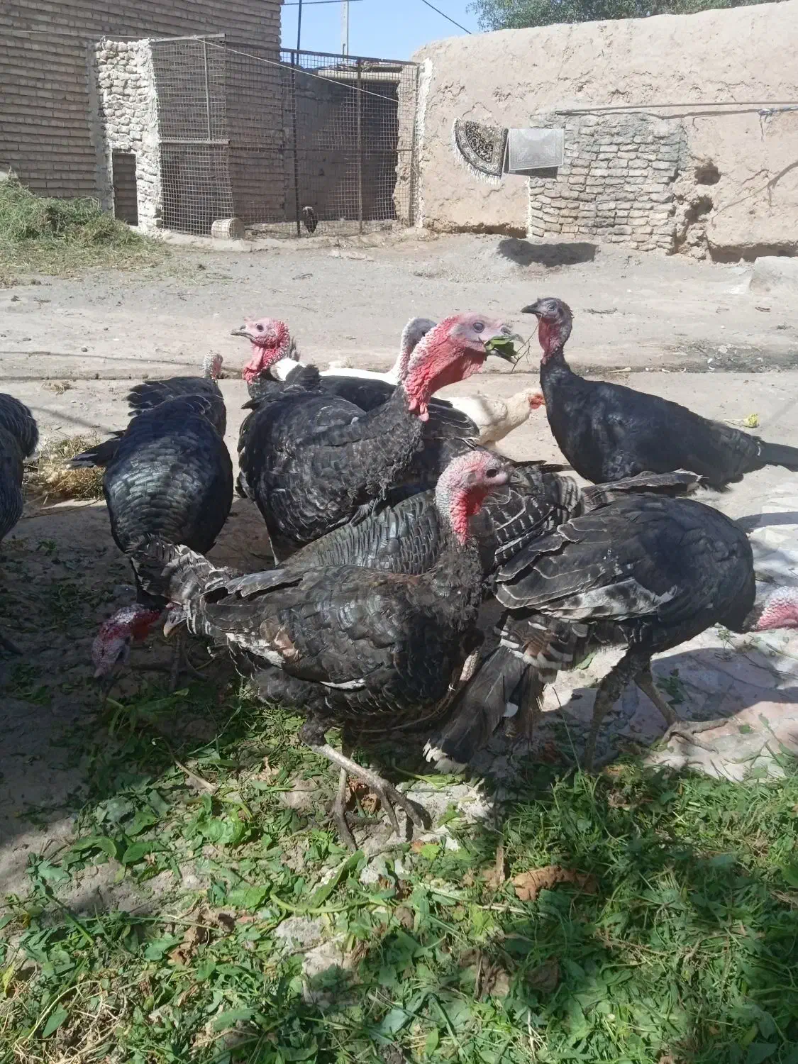 بقلمون|حیوانات مزرعه|تربت جام, پاسداران|دیوار