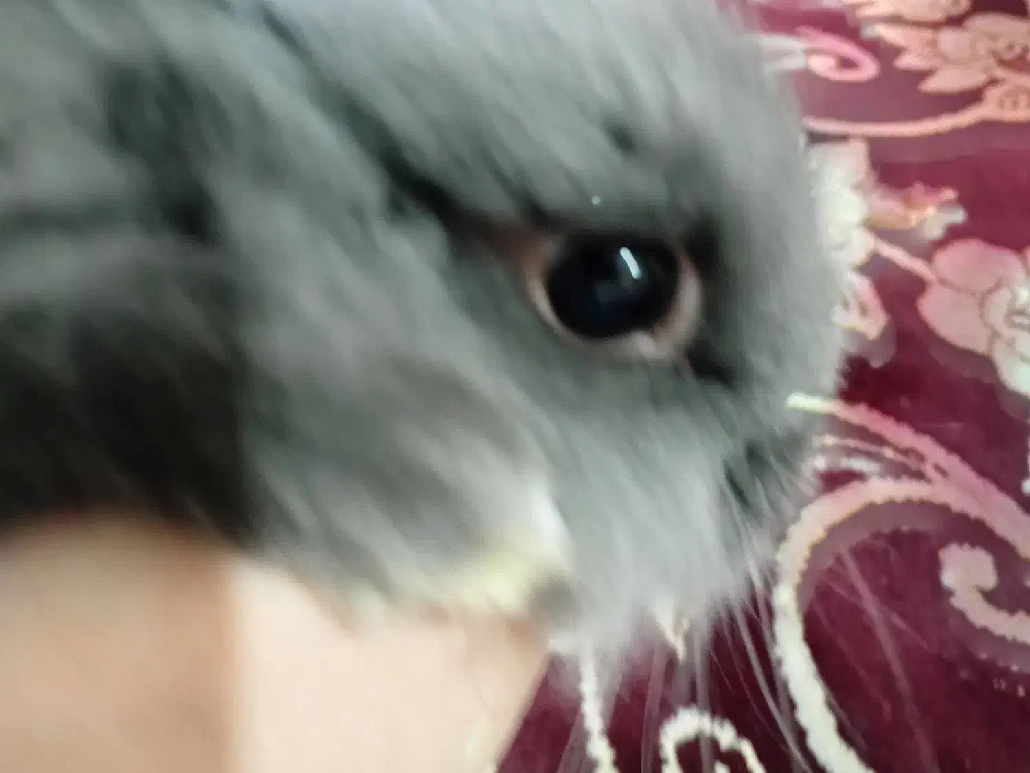 خرگوش لوپ کوچولو|موش و خرگوش|قرچک, مجتمع گلشهر|دیوار