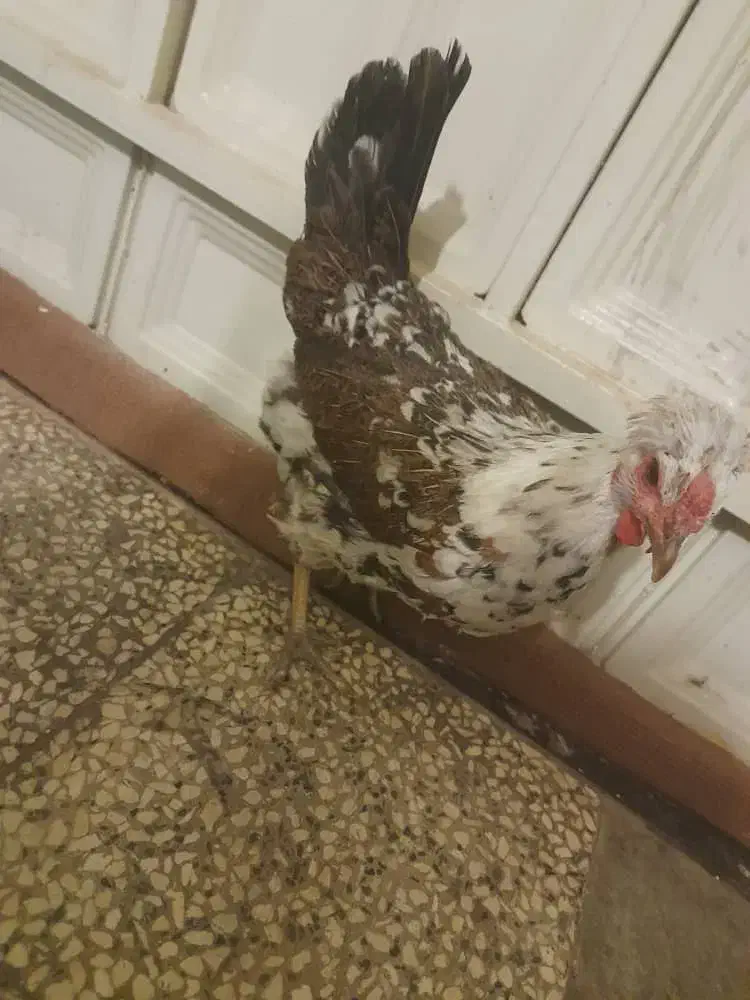 مرغ گلین تخمگذار|حیوانات مزرعه|شیراز, شهرک والفجر|دیوار