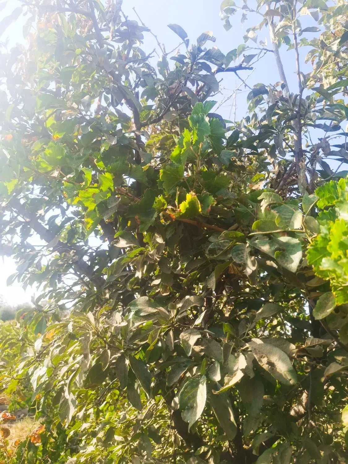 باغ انگور|فروش زمین و ملک کلنگی|نیشابور, فضل|دیوار