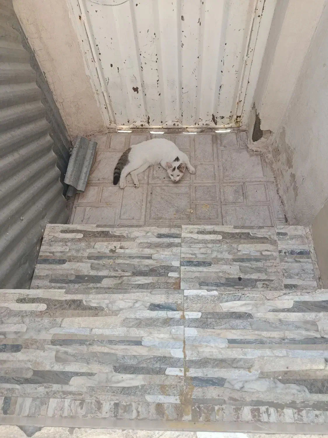 گربه|گربه|رفسنجان, |دیوار