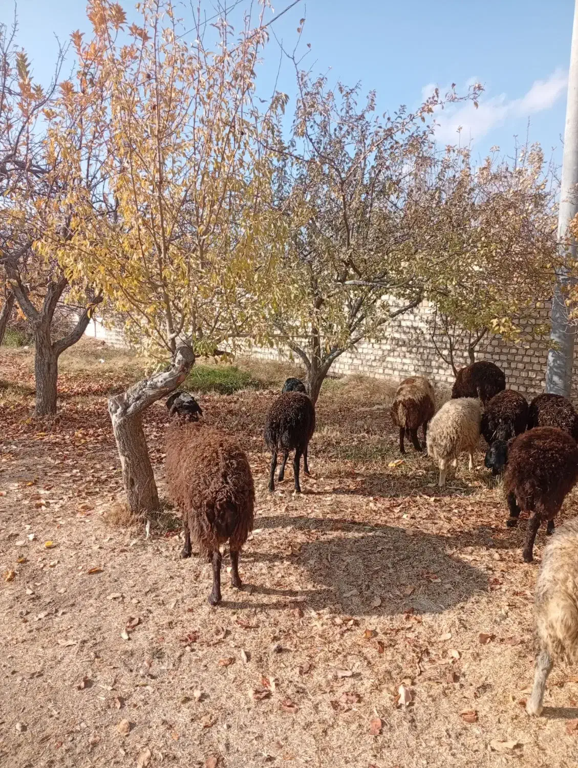 بره نر پرواری و کشتاری|حیوانات مزرعه|تهران, جوادیه|دیوار