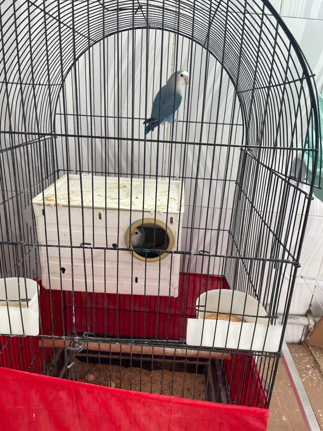 دو تا پرنده کوتوله با قفس|پرنده|پیشوا, |دیوار