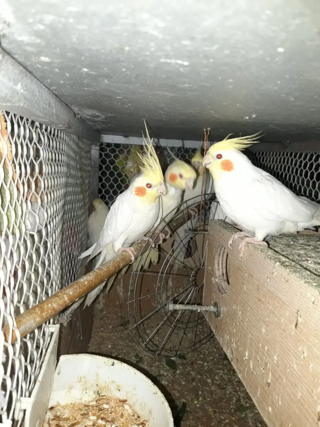 عروس هلندی لوتینیو|پرنده|میناب, |دیوار