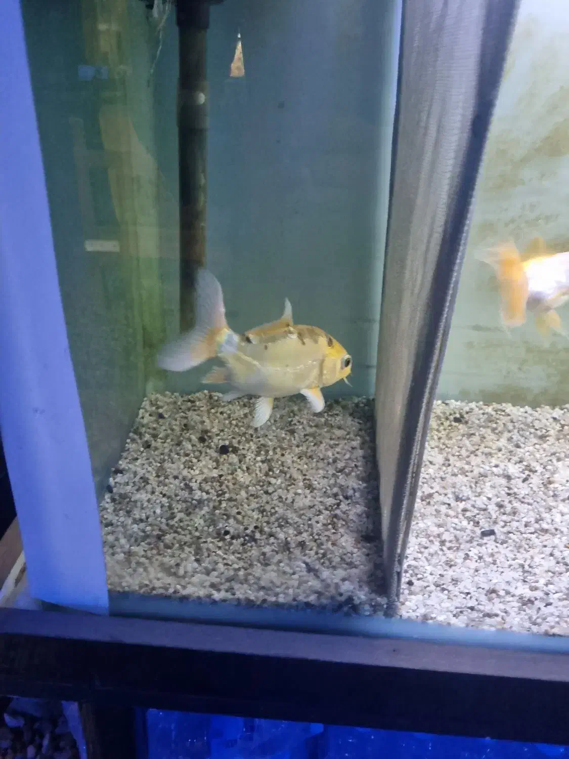 ماهی کوی پوست چرم ماده|ماهی|شهریار, شهریار|دیوار