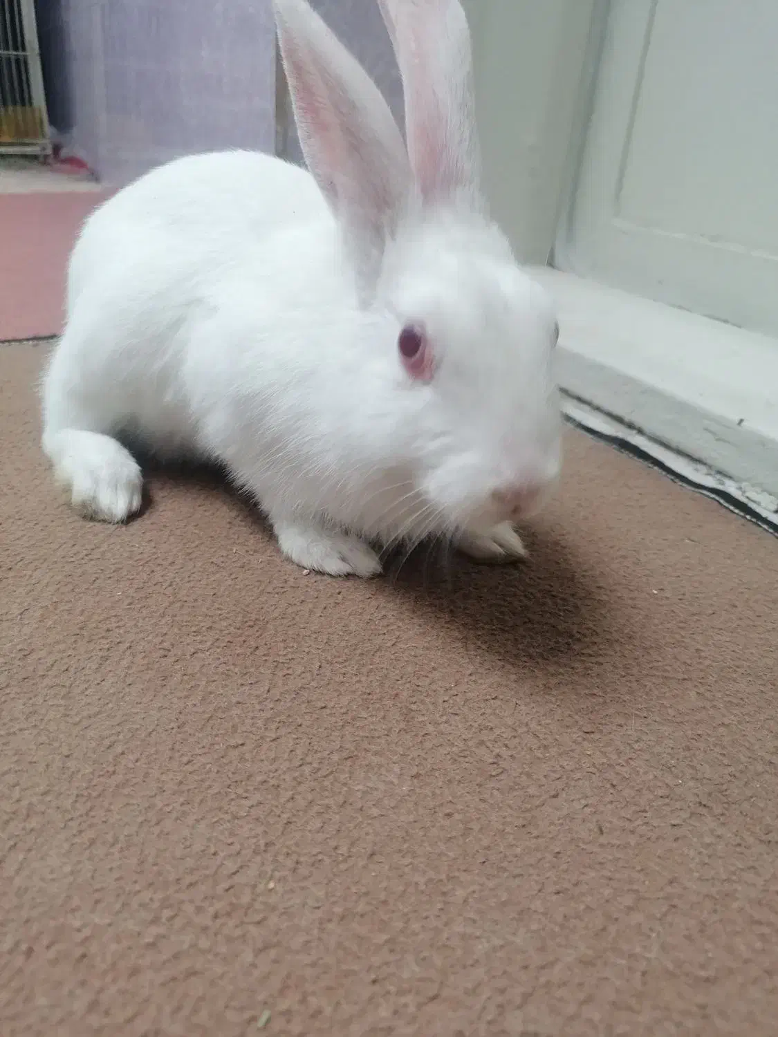 خرگوش|موش و خرگوش|قدس, شهر‌قدس|دیوار