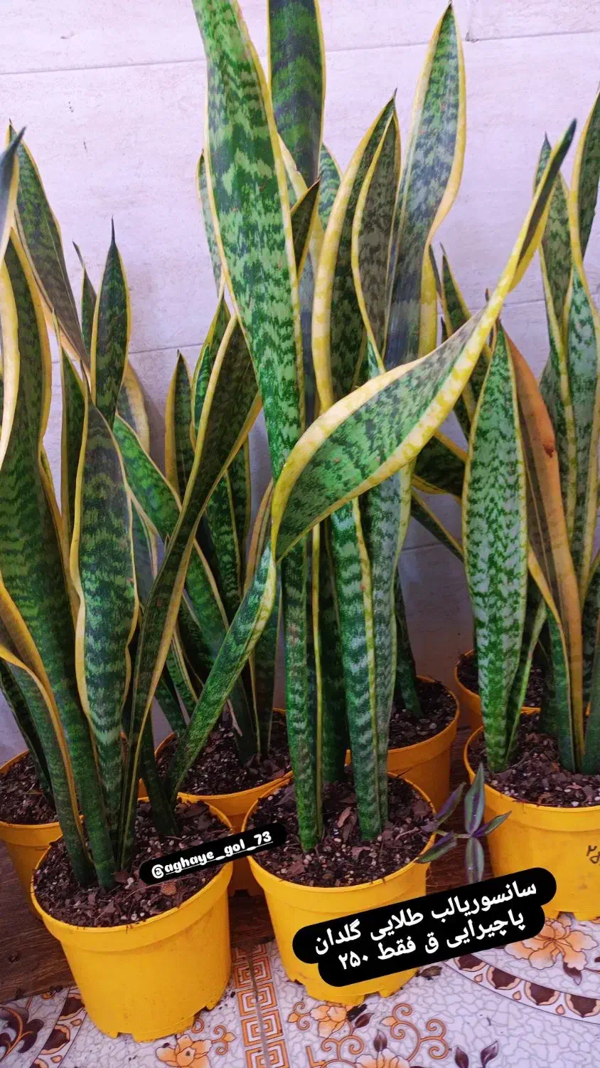 انواع گل‌های آپارتمانی آدرس خیابان اسکان نبشکوچه72|گل و گیاه طبیعی|یزد, |دیوار