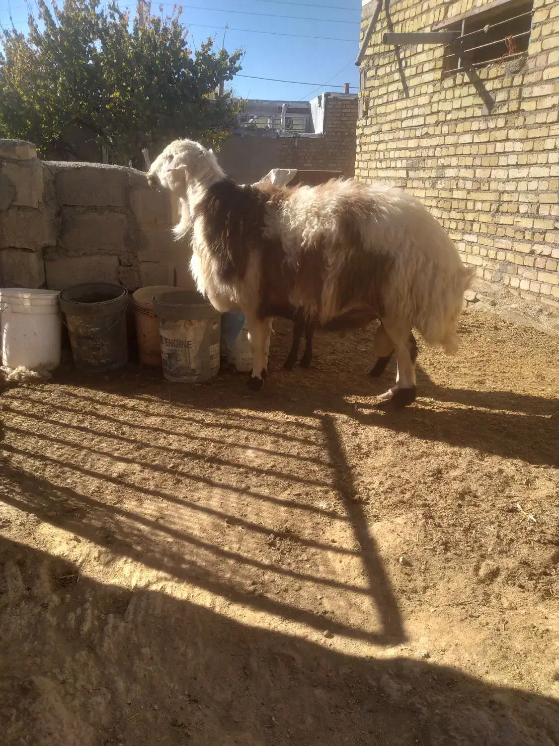 قوچ افشار پلنگی|حیوانات مزرعه|رزن, |دیوار