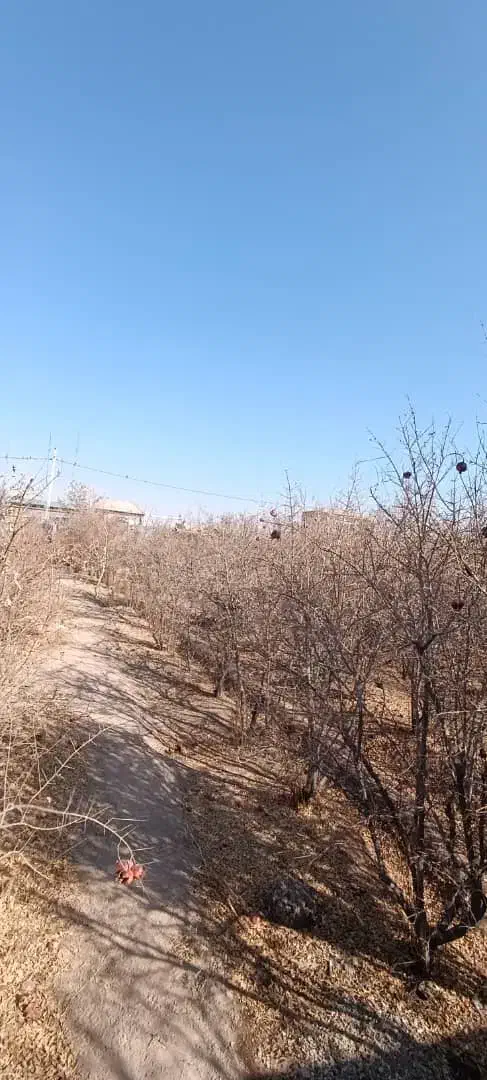 باغ چهاردیواری|فروش زمین و ملک کلنگی|برخوار, |دیوار