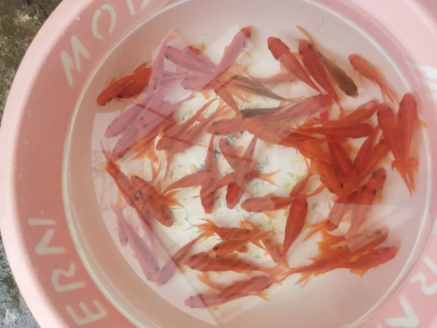 100000|ماهی|سقز, |دیوار