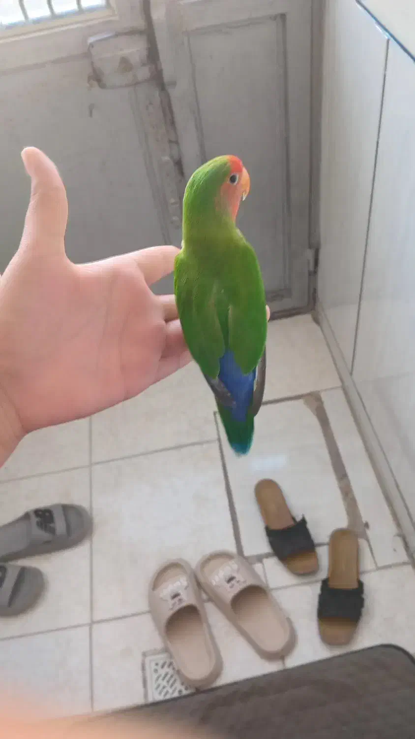 به دلیل کمبوده جاه|پرنده|زیویه, |دیوار