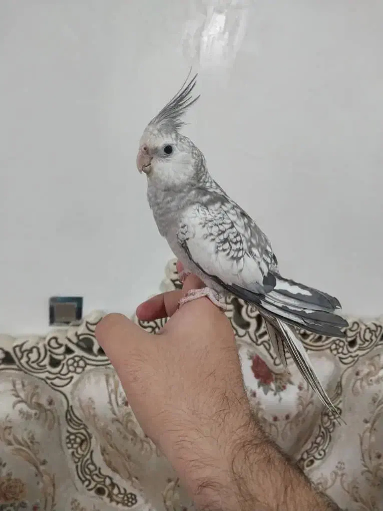 عروس هلندی ایزابلا|پرنده|شهریار, شهرک بهاران (ویره)|دیوار