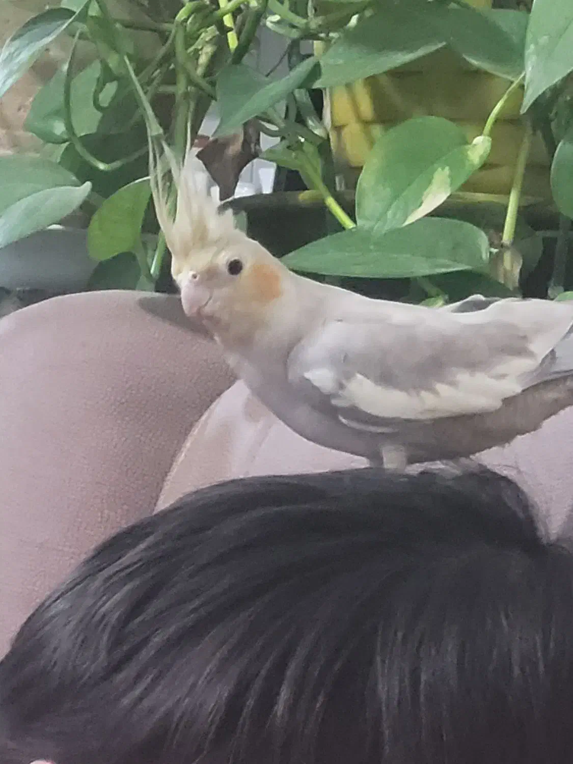 فروش عروس هلندی|پرنده|قیروکارزین, |دیوار