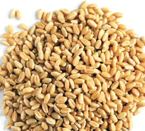 گندم تمیز|خوردنی و آشامیدنی|شیبکوه (فارس), |دیوار