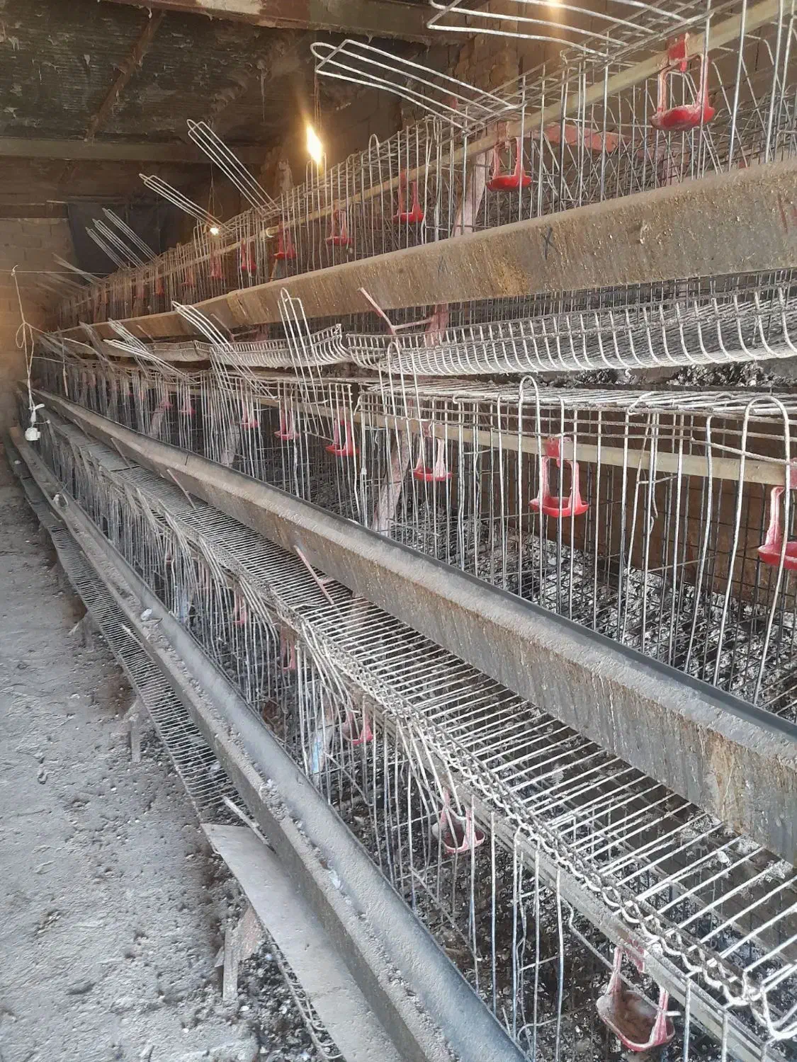 قفس مرغ تخمگذار|لوازم جانبی حیوانات|مشهد, محمدآباد|دیوار