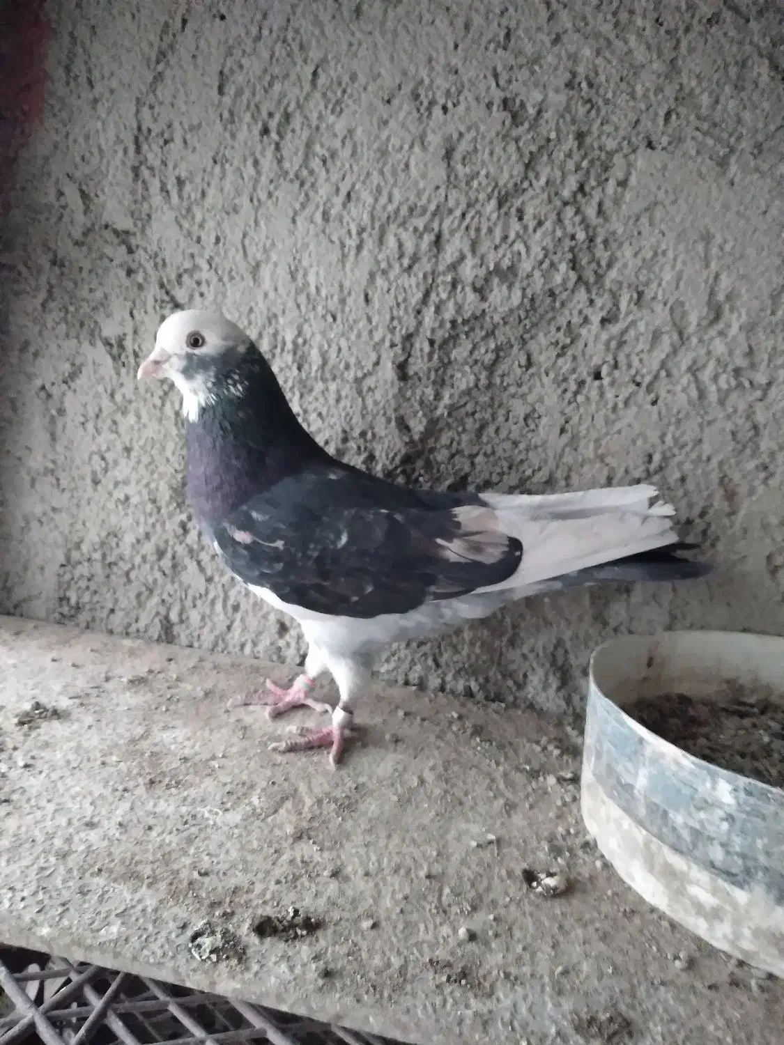 کفتر سرور هما شازده سبز|پرنده|ری, شهرری|دیوار