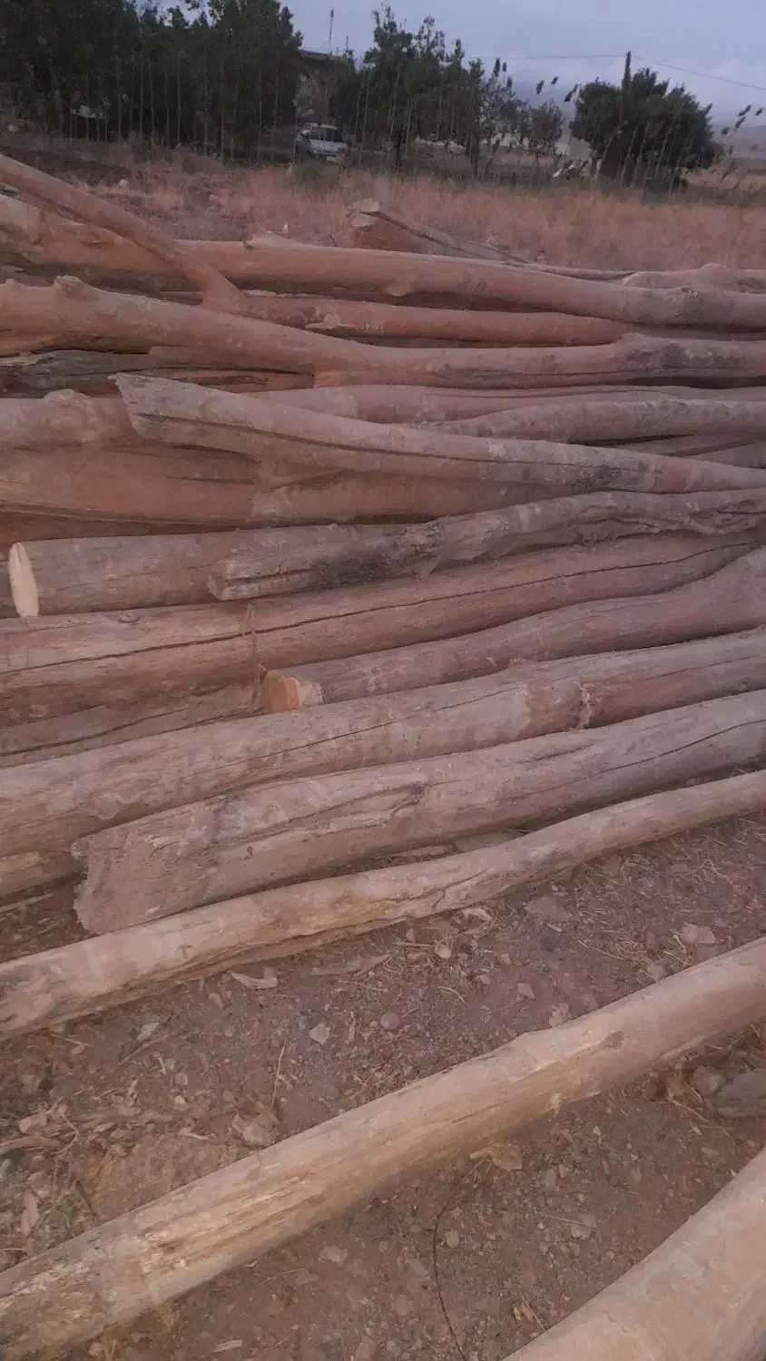 خریدار انواع چوب ساختمانی قلمه بیدودرختان میوه|خدمات باغبانی و درختکاری|میانه, |دیوار