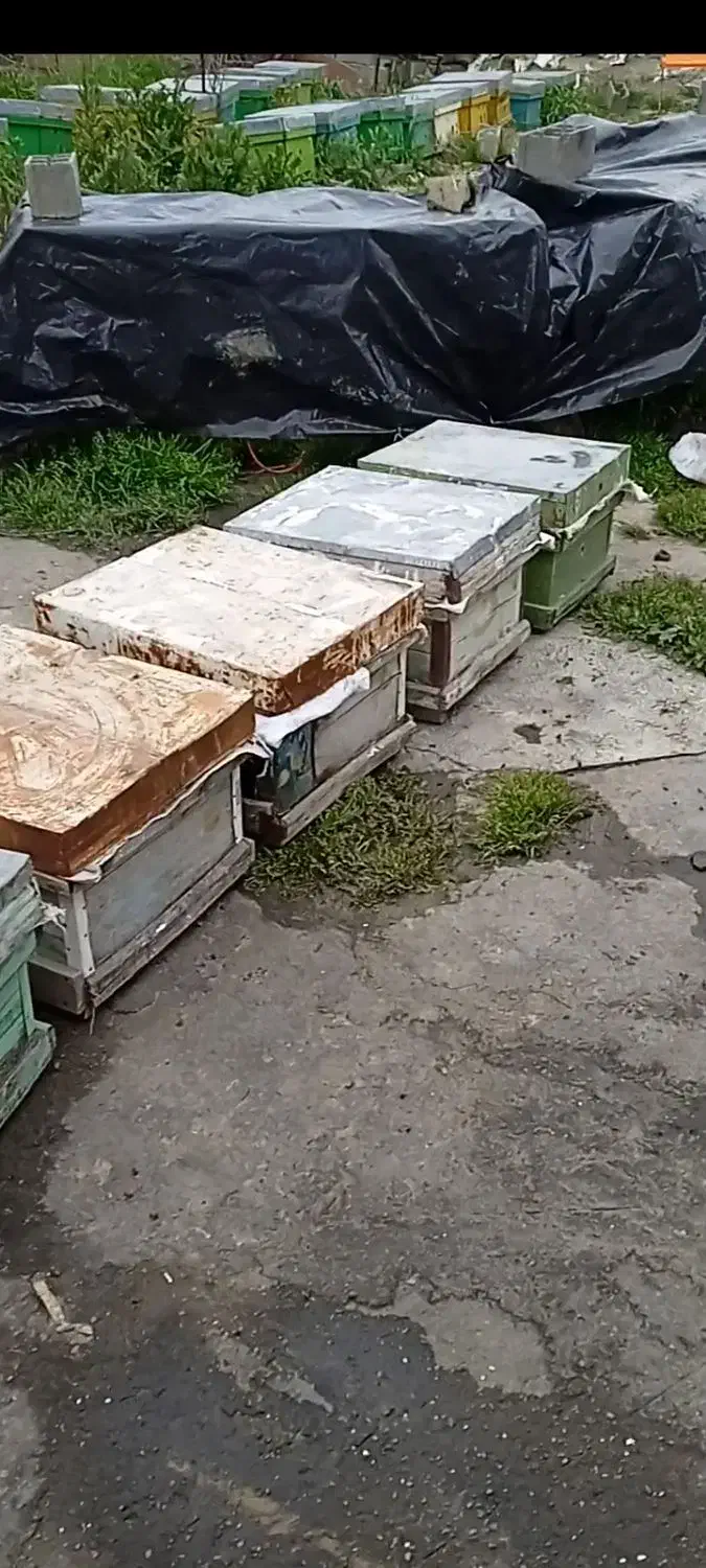 کندو چوبی زنبور عسل|لوازم جانبی حیوانات|فرح آباد, |دیوار