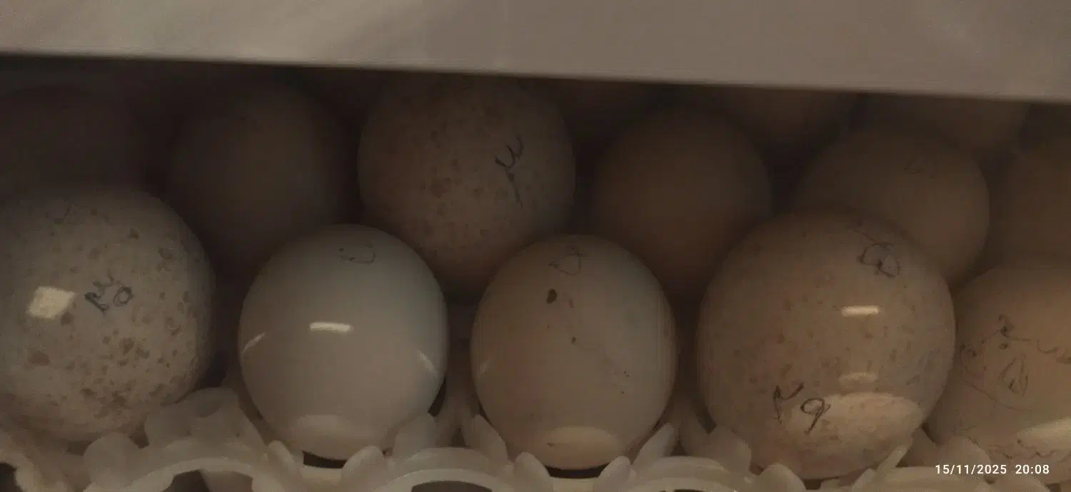 اجاره‌ی دستگاه جوجه کشی|ماشین‌آلات صنعتی|یاسوج, |دیوار