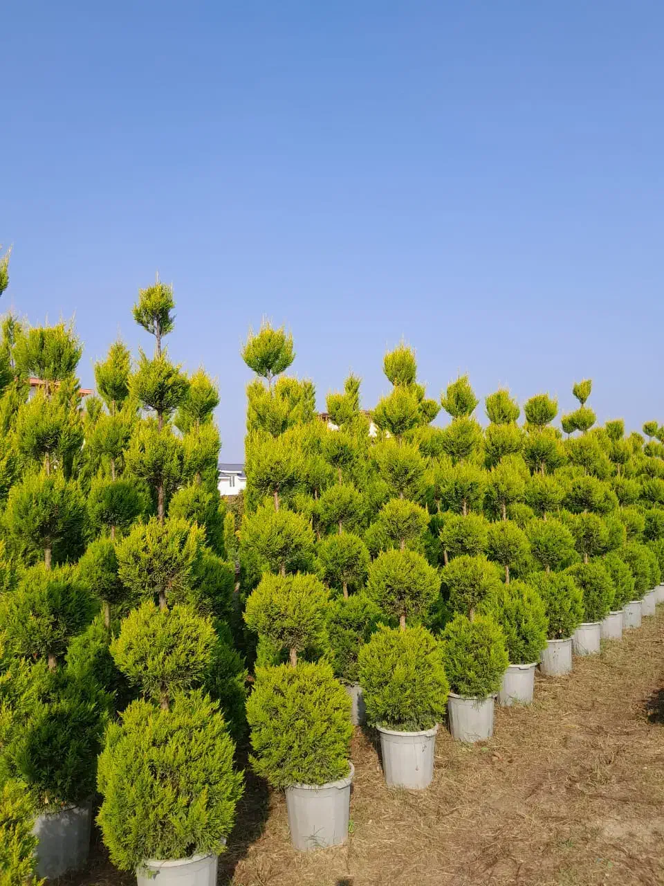 نهال شمشادکاج پایانکاردرختچه درخت کف قیمت ایران|خدمات باغبانی و درختکاری|تهران, حکیمیه|دیوار