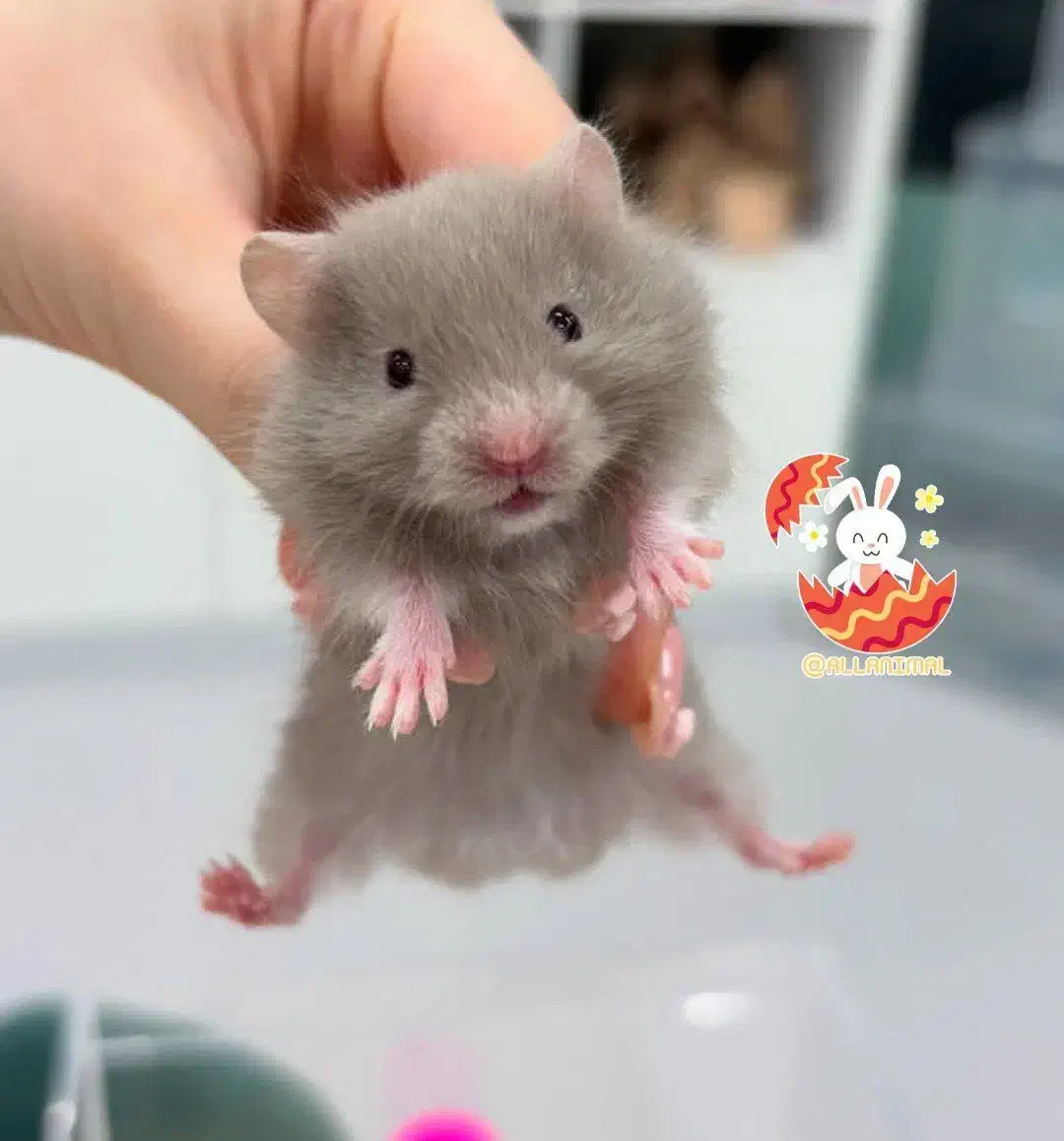 همستر روبروفسکی|موش و خرگوش|ایلام, |دیوار