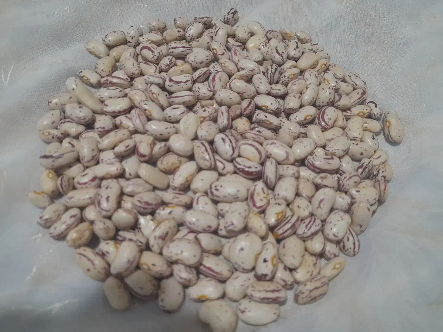 لوبیا چیتی و لوبیا قرمز ایرانی وانواع حبوبات|عمده‌فروشی|کرمان, |دیوار