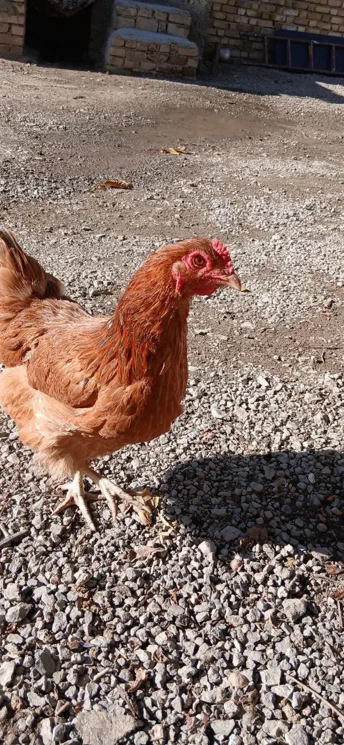 مرغ و خروس|حیوانات مزرعه|بیلوار, |دیوار