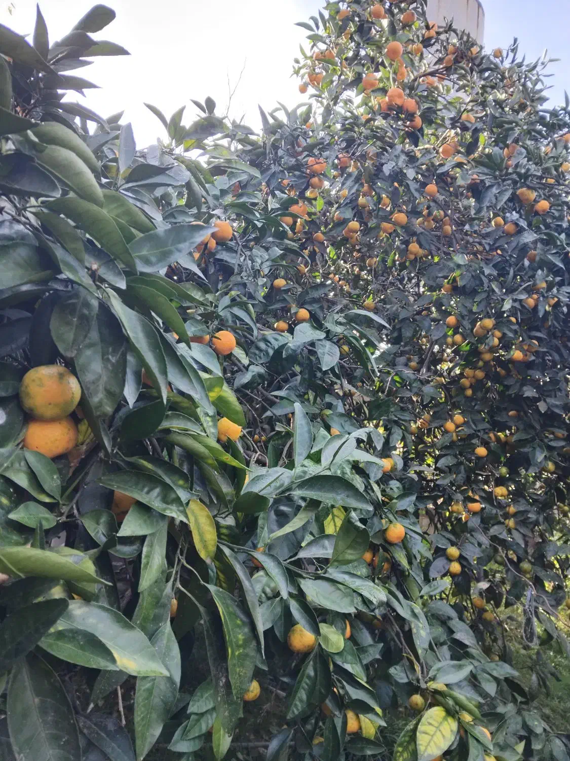 نارنگی محلی اوشو|خوردنی و آشامیدنی|شیرگاه, |دیوار