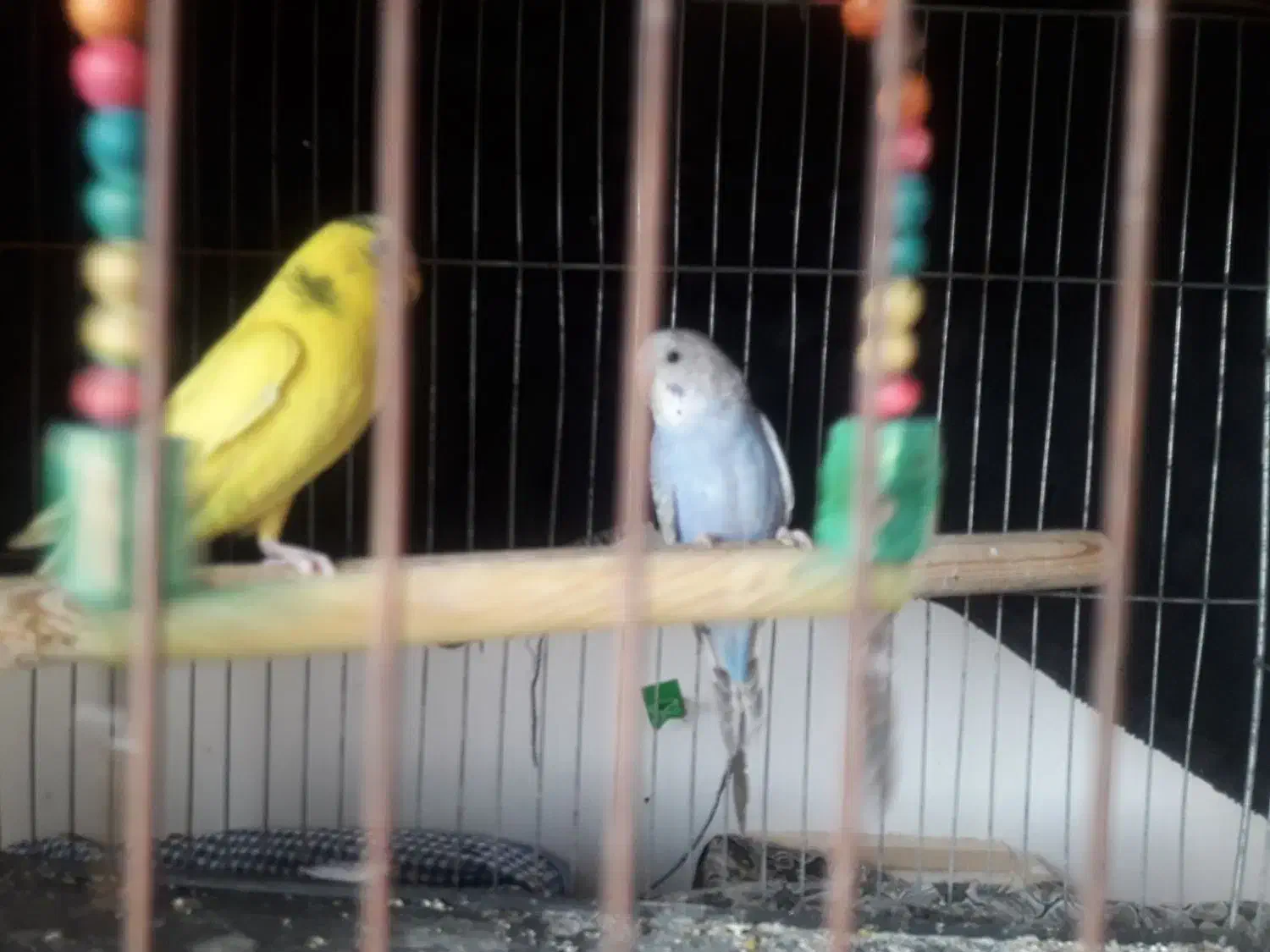 جفت مرغ عشق مولد بالغ|پرنده|لاهیجان, بازکیاگوراب|دیوار