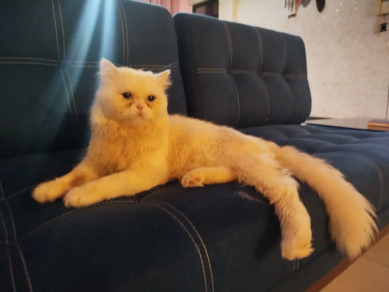 گربه پرشین نر|گربه|رشت, پیرکلاچای|دیوار