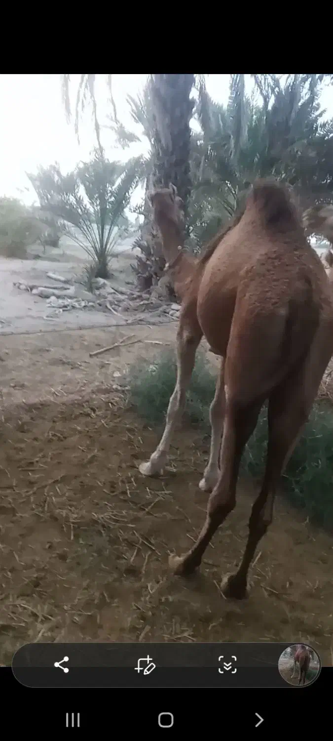 مجی ۳سال رسم|حیوانات مزرعه|بند زرک, |دیوار