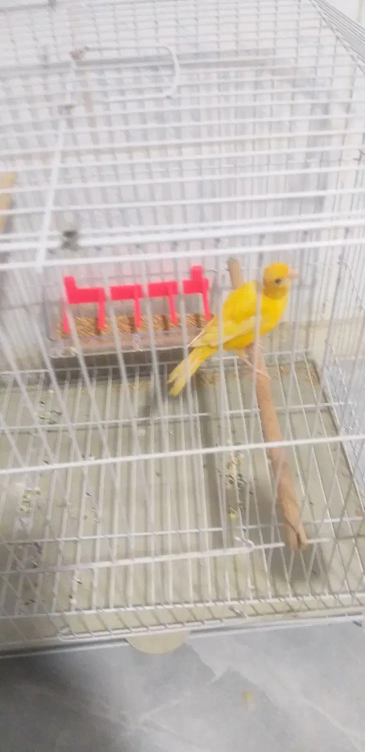 قناری ماده|پرنده|امیدیه, |دیوار