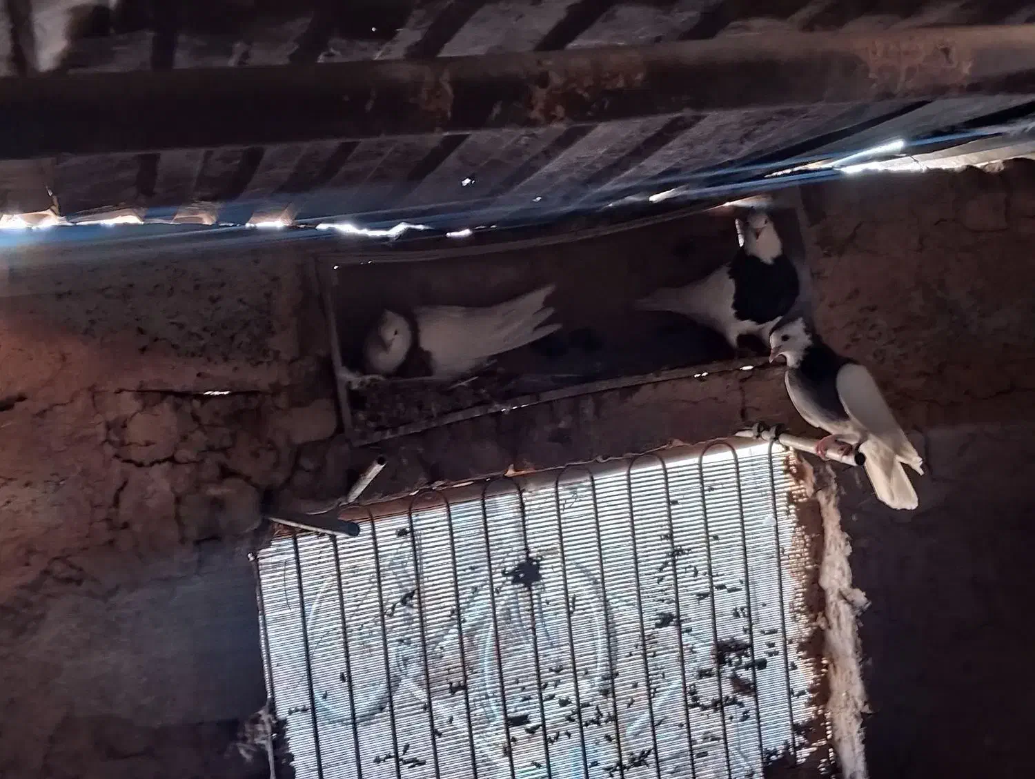 کفتر طوقی|پرنده|قائن, |دیوار