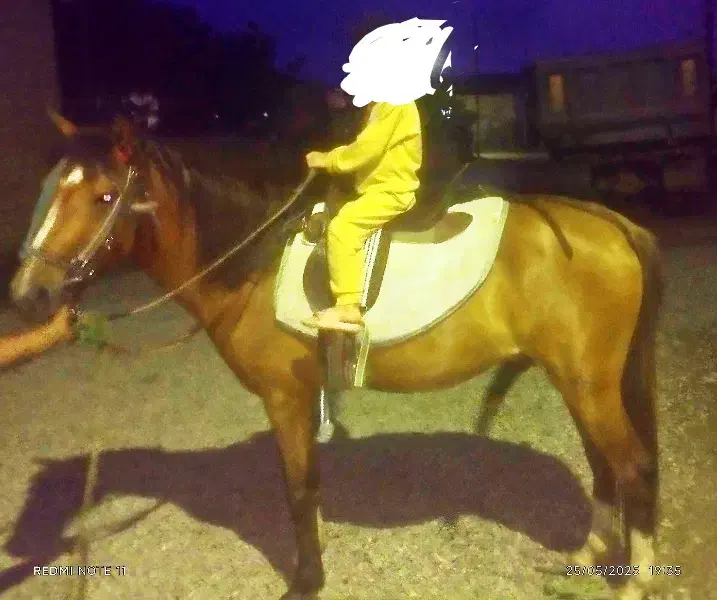 اسب فروش فوری|اسب و تجهیزات اسبسواری|مزرعه کتول, |دیوار