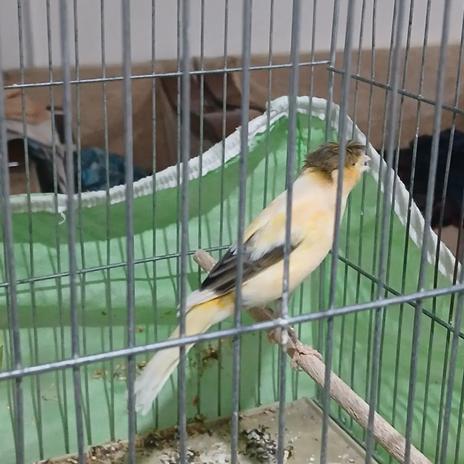 قناری|پرنده|مشکیندشت, |دیوار