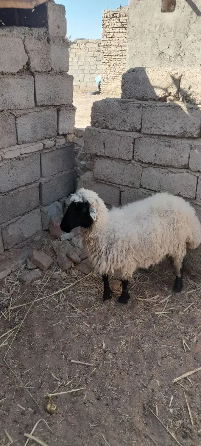 گوسفند ماده|حیوانات مزرعه|تیمور آباد, |دیوار