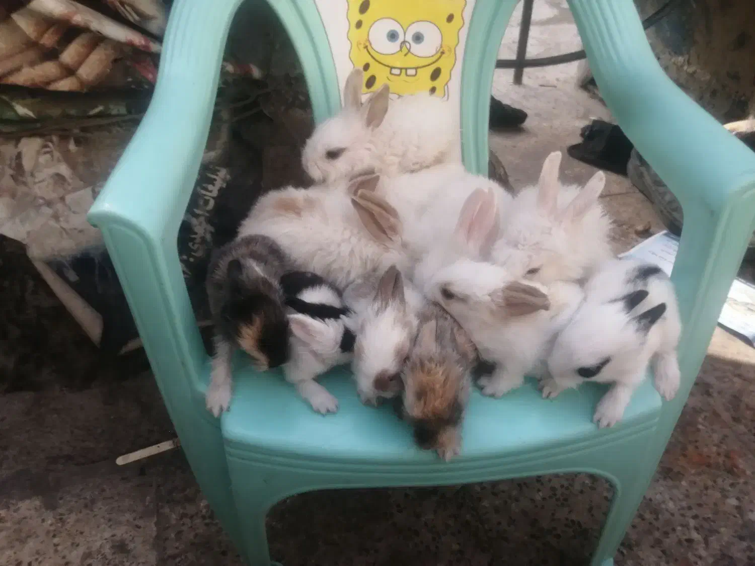 مینی وکوچولو|موش و خرگوش|مشهد, طبرسی شمالی|دیوار