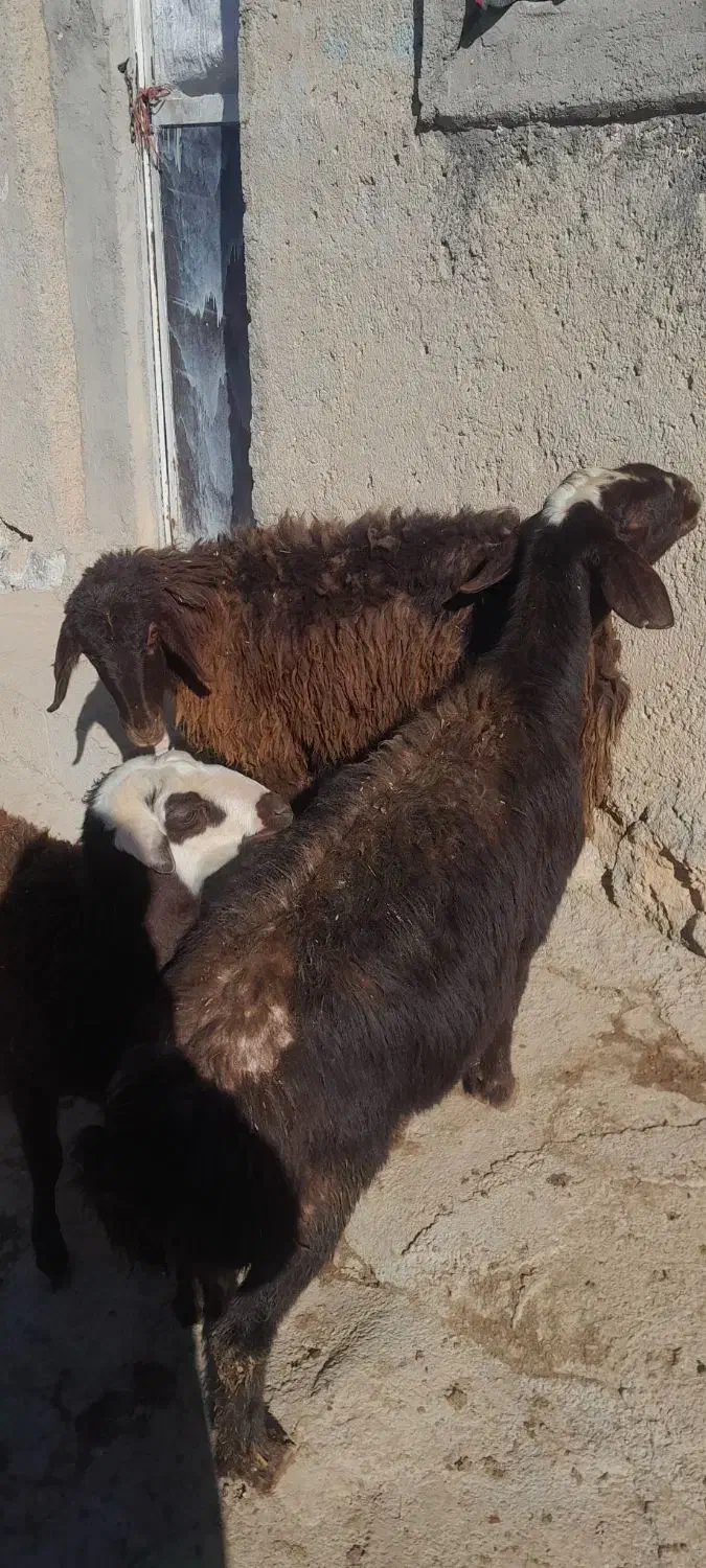 میش و بره|حیوانات مزرعه|زاغه, |دیوار