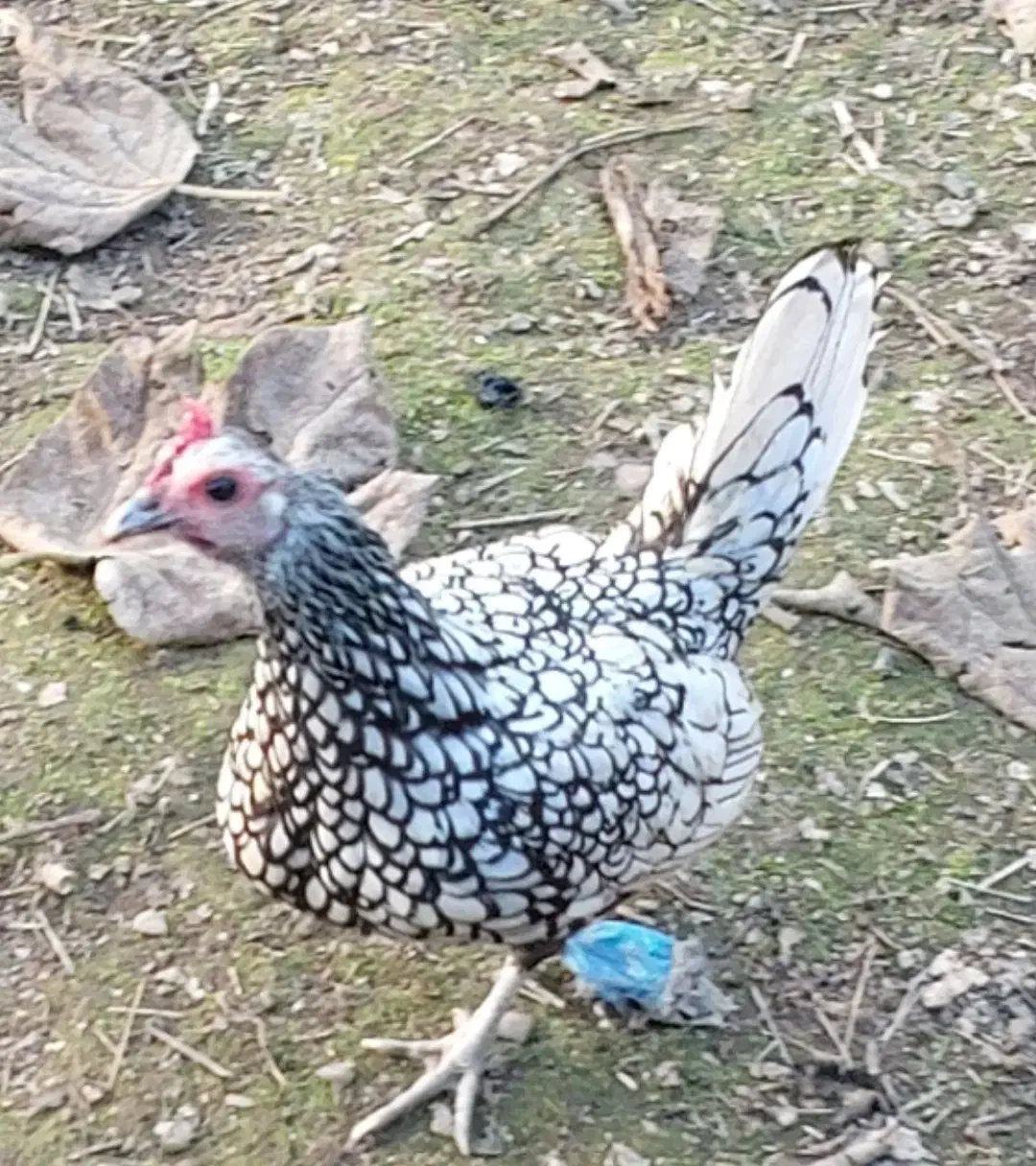 مرغ خروس سیبرایت (چینی)|حیوانات مزرعه|کوچصفهان, |دیوار