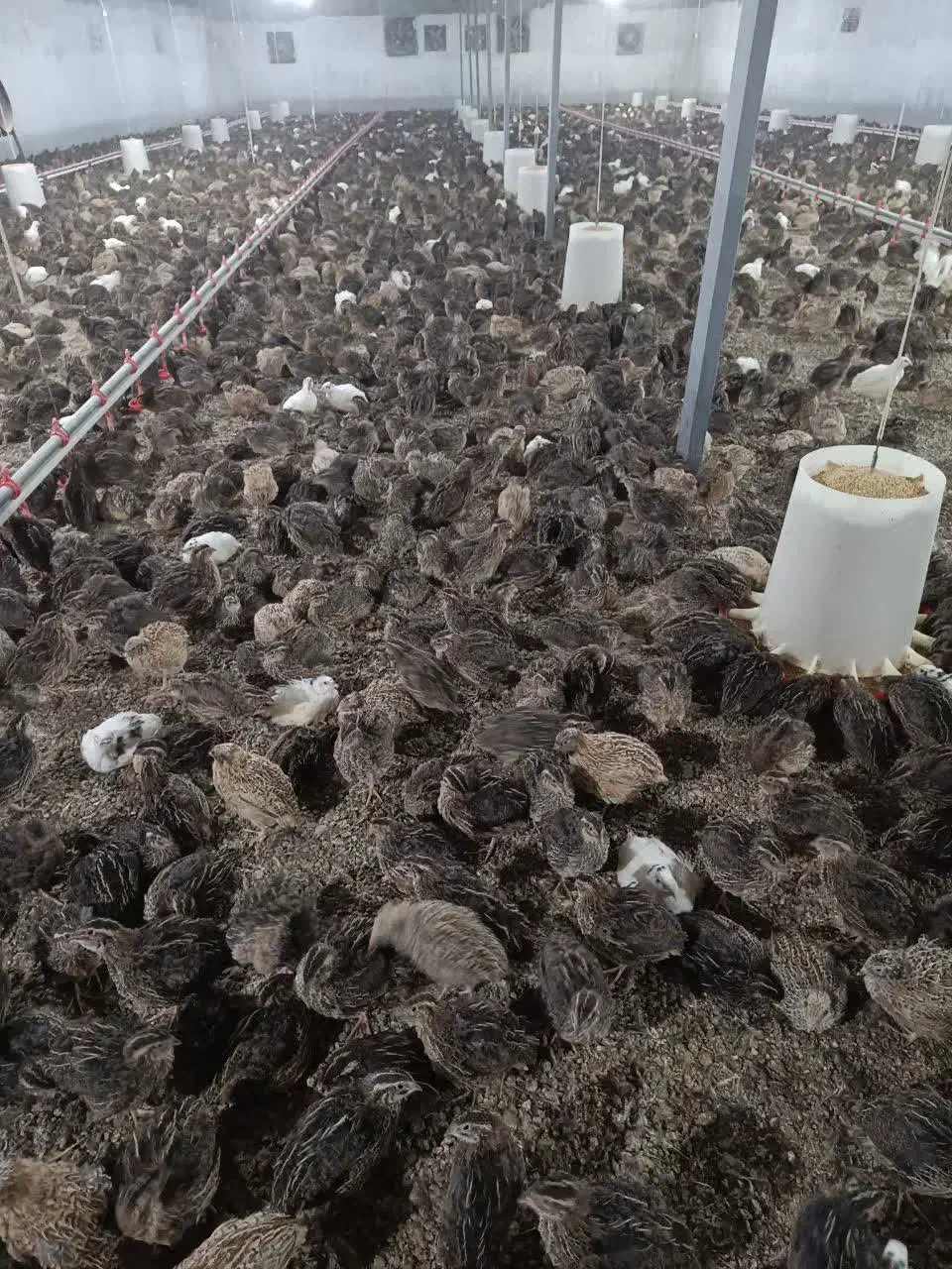 بلدرچین تخم گذار و گوشتی|حیوانات مزرعه|زرگرشهر, |دیوار