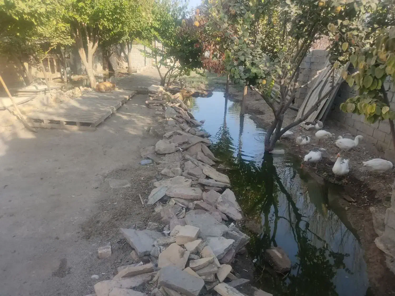 باغچه و ویلایی برا پروزش دام و طیور|اجارهٔ خانه و ویلا|ماهدشت, |دیوار