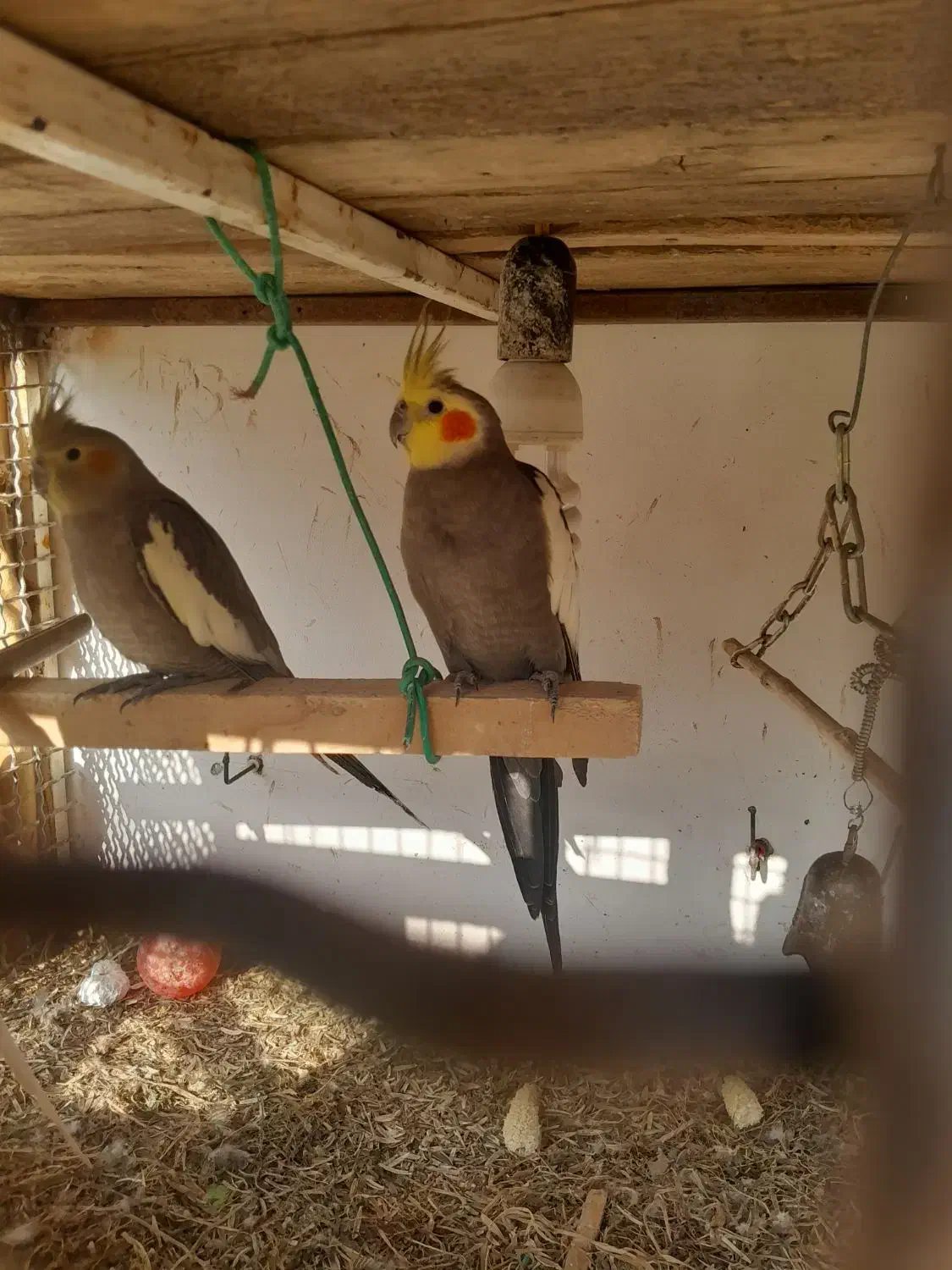 4عدد عروس هلندی|پرنده|رامسر, |دیوار