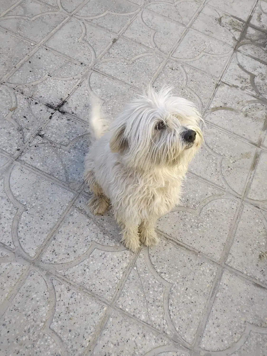 بچه پیدا شده|حیوانات|یاسوج, |دیوار