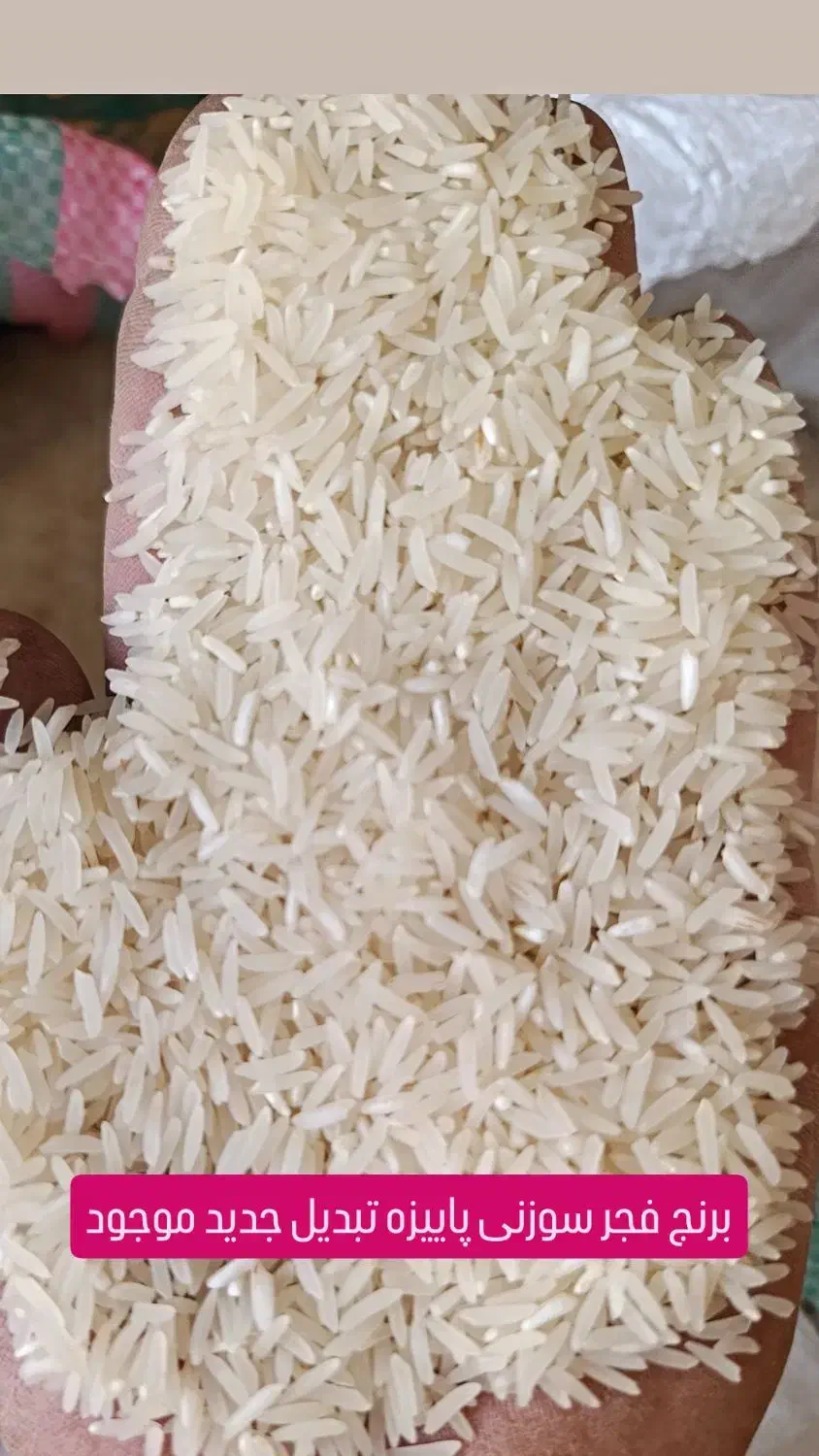 برنج فجرسوزنی پاییزه|عمدهفروشی|گنبد کاووس, |دیوار