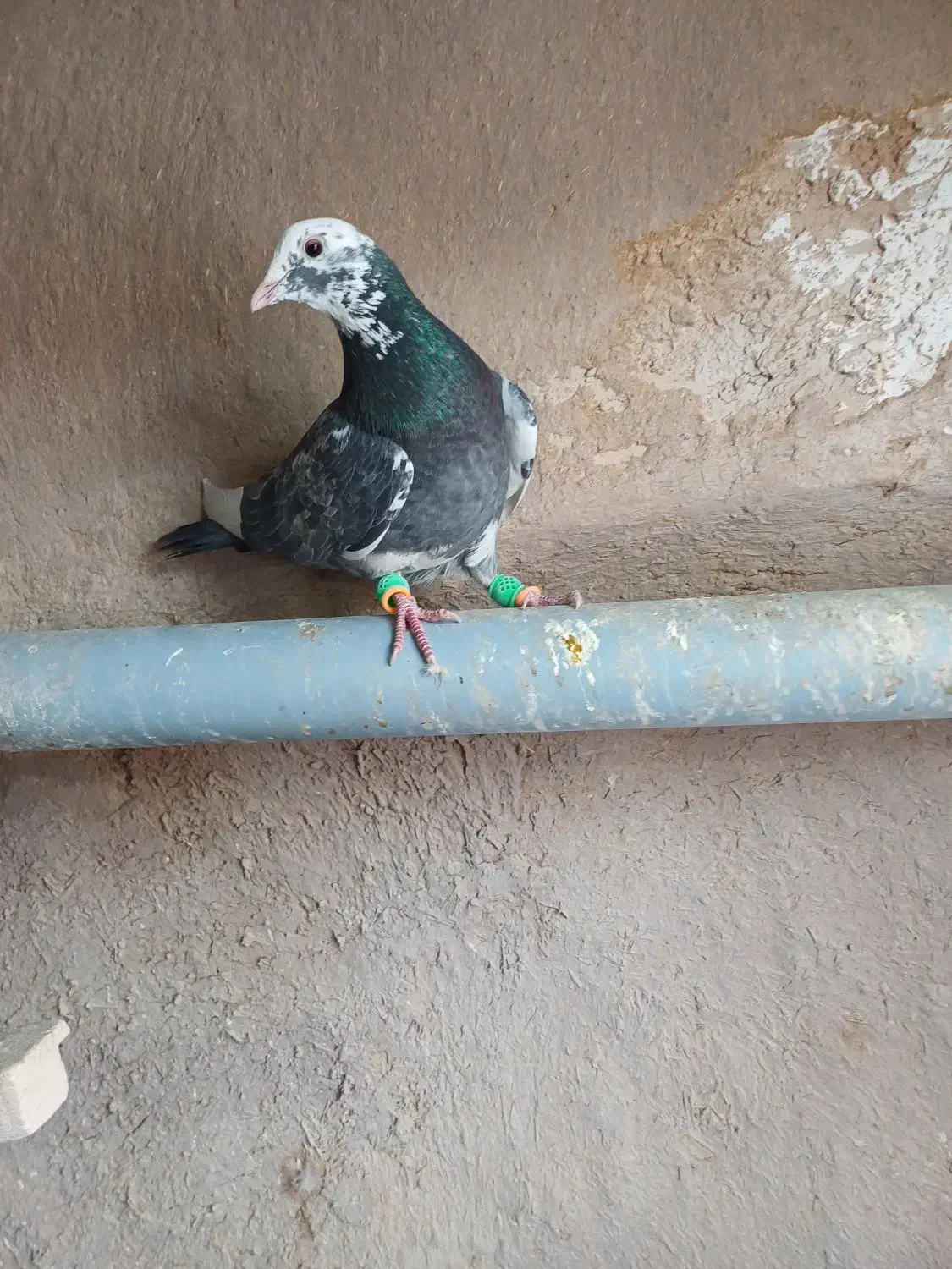 کبوتر پرشی|پرنده|خرمدشت, |دیوار