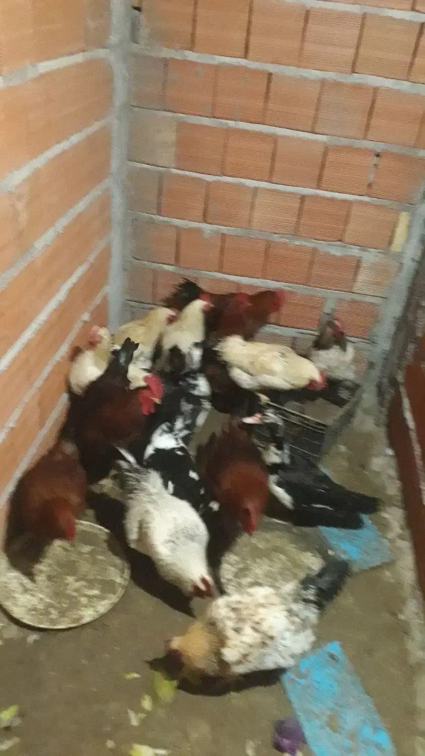 مرغ وخروس|حیوانات مزرعه|بابلسر, |دیوار