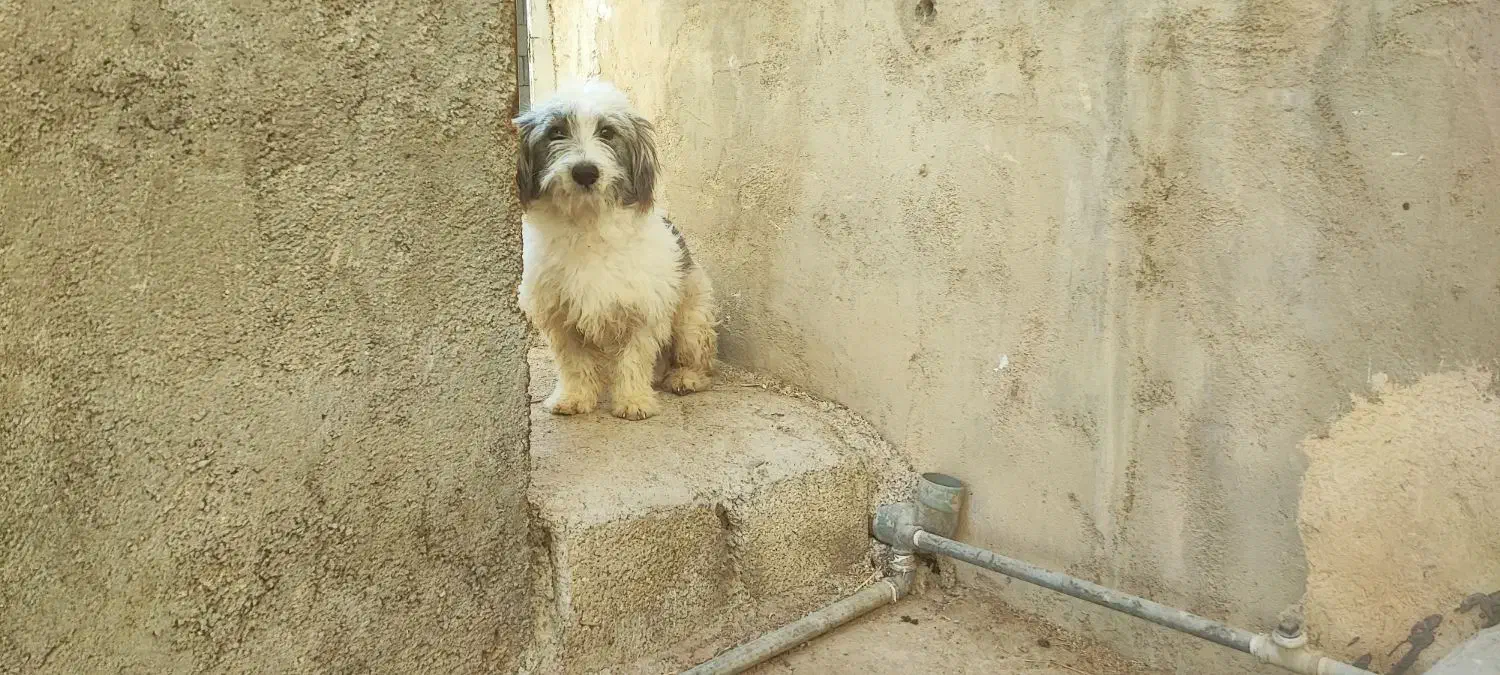 سگ پاکوتاه|سگ|سعدآباد, |دیوار