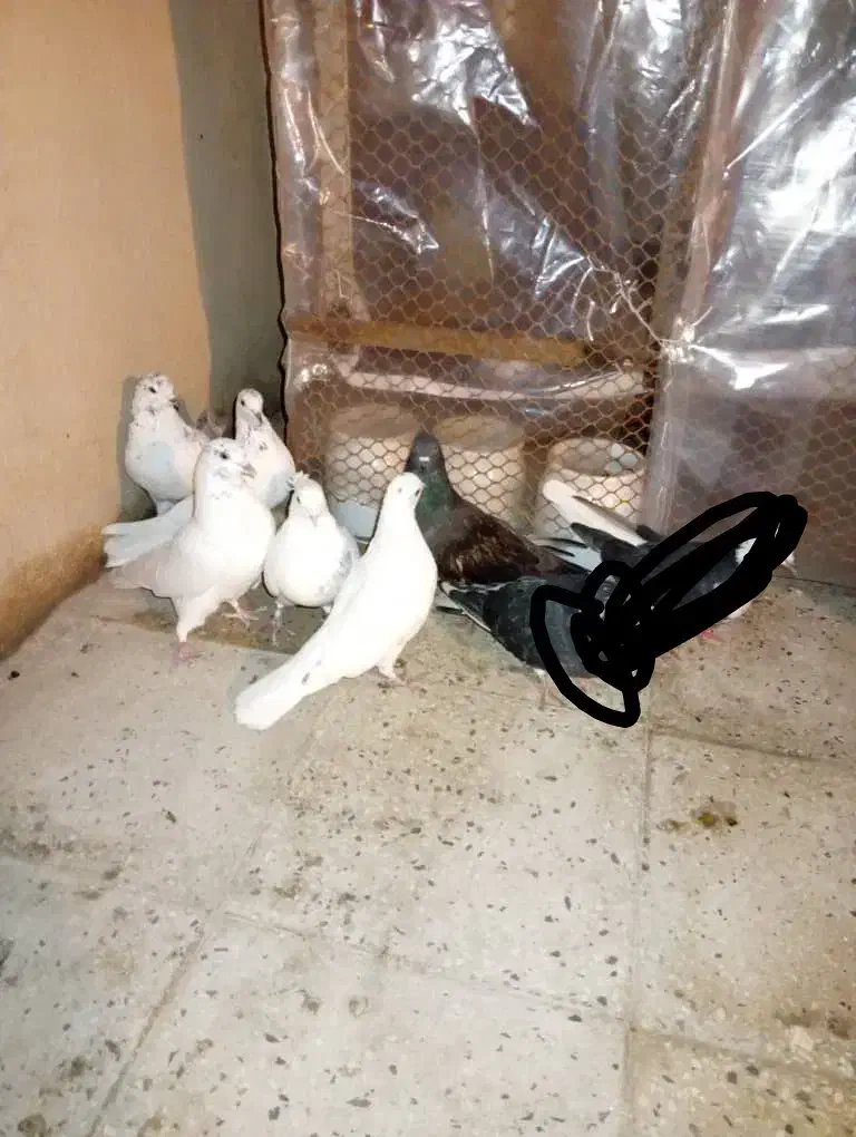 کبوتر ۶ تا یکجایی|پرنده|پاکدشت, پاکدشت (مامازند)|دیوار